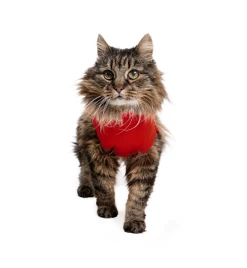 Medical Pet Shirt (Kat / Rood) -Dierenbenodigdheden Korting medical pet shirt 1